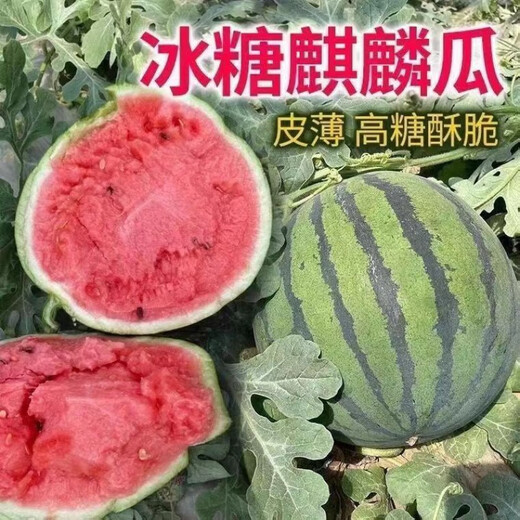 8424 Kirin Watermelon Seeds Thin-skinned Sowing Heat-resistant Southern New Variety Extra Large Super Melon 8424 Kirin Watermelon Seeds Premium Original Factory Pack of 5 Packs (About 150 Pieces) + Songpin