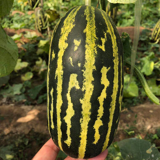 Zhongke Maohua Melon Fruit Seeds Bomei 91 Melon Seeds Flower Skin Green Flesh Peel High Toughness Boyang Series 91 Type Resistant to Transportation Bomei 91 50 capsules/bag Trial Planting Pack