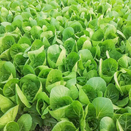 Beishu Chinese cabbage seed seedlings, winter and spring cold-resistant balcony fast-growing green vegetable seeds, four-season Chinese cabbage seeds 2000 capsules