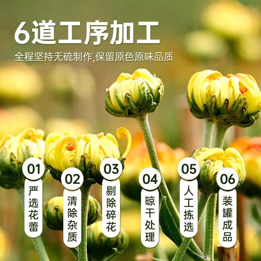 In the inner court, use Beijing Tongrentang chrysanthemum 50g/can of chrysanthemum tea herbal tea soaked in water and drink clear and healthy flower tea with honeysuckle wolfberry