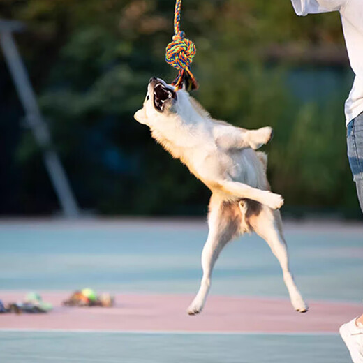 Gasgoo dog toy puppy rope bite-resistant molar rope ball puppy Teddy Border Collie Golden Retriever interactive tug-of-war 5-piece set