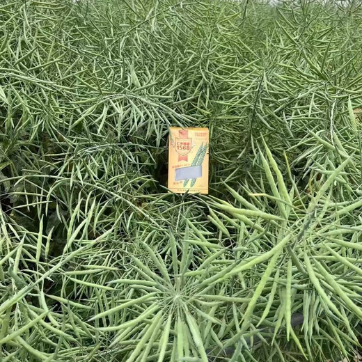Surui dwarf cabbage-type rapeseed Renhe Aiyou 1568 is disease-resistant, high-yielding, cold-resistant, disease-resistant and drought-resistant, and has high oil content. Aiyou 1568 original 80 grams (about 20,000 seeds)