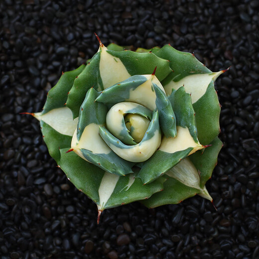 Zkhe Agave Topf Pflanze Blauwal Nin Krone verheißungsvolle Krone Takith Prinzessin Donner Sukkulente Pflanze Kombination Topf Pflanze Feng Thunder Gott Einzelkopf etwa 6 cm nackt Wurzel ohne Boden