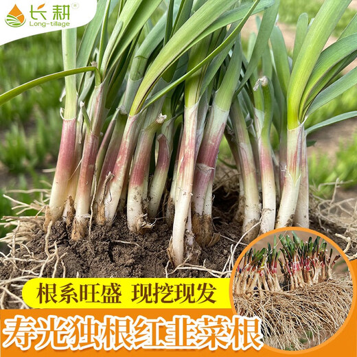 Shouguang Red Root Leek Root Seedlings Purple Root Leek Root Seeds Potted Potted Balcony Autumn Season Small Leaf Vegetable Seeds Red Leek Root 4Jin Jin is equal to 0.5kg (free 4 packs of 50g organic fertilizer)