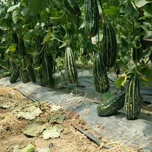 Zhongke Maohua vegetable and fruit seeds Bomei No. 9 melon seeds Huayang Boyang series Bomei 91 melon seeds 94 super sweet Bomei 94 melon seeds 2000 capsules