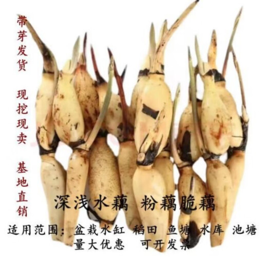 Yixuan edible lotus root seedlings lotus root seedlings lotus lotus seeds deep and shallow water lotus root seedlings lotus root seedlings [3 pack] lotus root