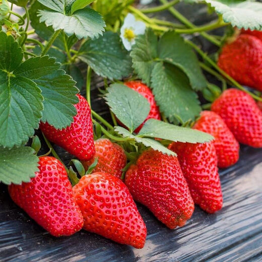 Four Seasons Cream Strawberry Seeds Spring and Autumn Home Balcony Potted Plants for Beginners Easy to Grow Fruit Red Strawberry Seeds Cream Red Strawberry Seeds/pack of about 100 seeds 3 packs of about 300 seeds