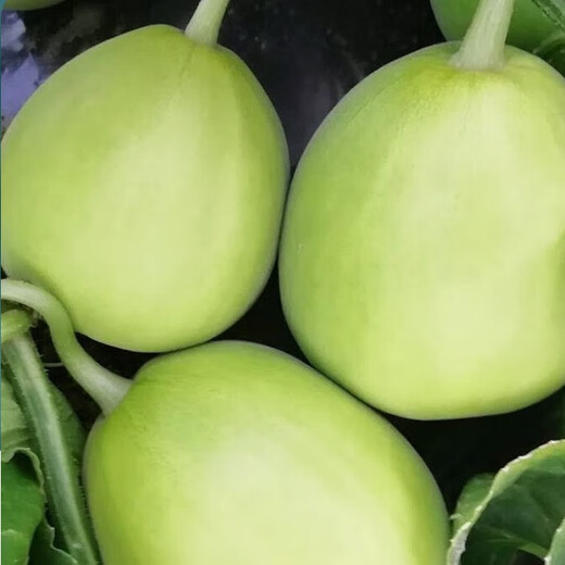 Nongzhi R Ben Tianbao melon seeds honeydew melon Nongzhi Fuji Tianbao melon seeds 2g with high sweetness