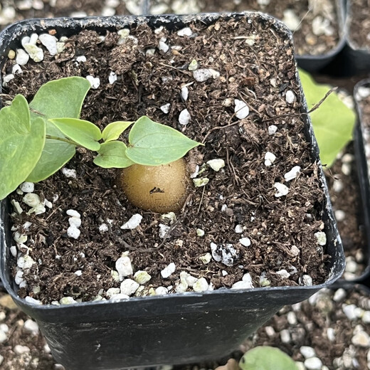 South African turtle-shelled dragon succulent plant seed seedling soil imported rare root tuber one thing one shot Dioscorea species guaranteed South African turtle-shelled dragon 1-1.5cm randomly selected with pots good with potted plants