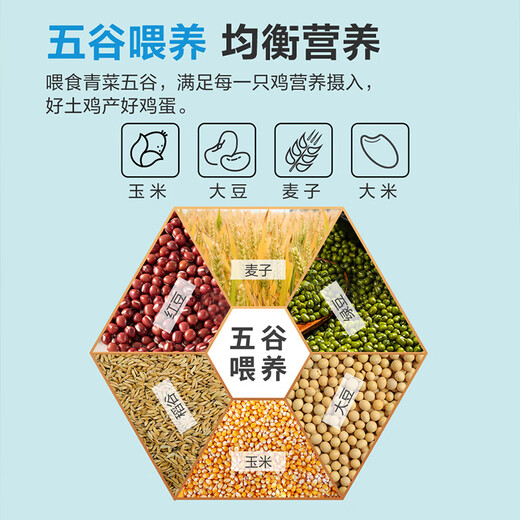 Local eggs, grain-fed, farm-raised fresh eggs, about 40g, breakfast Jingdong fresh soft-boiled eggs, 10 pieces, 400g Local eggs, grain-fed, farm-raised fresh eggs, about 40g, breakfast Jingdong fresh soft-boiled eggs, 10 pieces, 400g