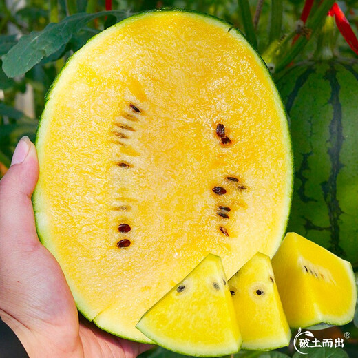 Dayu Yellow Heart Watermelon Seeds, Early Mature, Yellow Skin, Red Flesh, Yellow Flesh, Special Xiaofeng Watermelon Seeds, Southern Fruit, Yellow Flesh, Xiaofeng Watermelon Seeds, 10 capsules, 5 packs