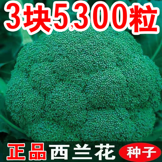 Broccoli seeds broccoli seeds loose cauliflower seeds cauliflower green cauliflower seeds four seasons vegetables original broccoli seeds 3 bags (about 900 pieces