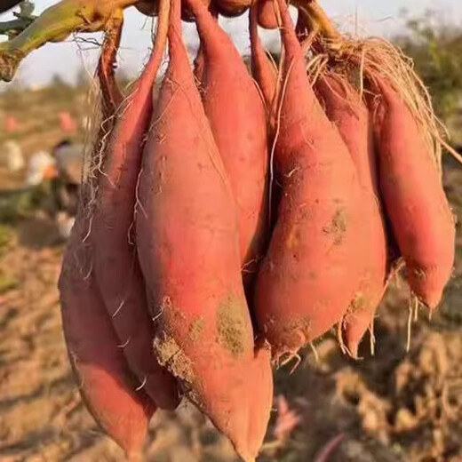 Jingxiansheng Shandong Yanshu No. 25 Sweet Potato (Saccharified) Net weight 4.5 Jin Jin equals 0.5 kg Selected fruit 150-400g Straight from the source