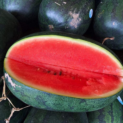 Dayu Lazy Man Watermelon Seed Seedlings Extra Large Suitable for Early Maturing Lazy Man in the South 8424 Kirin Melon Meidu Seedless Fruits and Vegetables Big Fruit Black Beauty Watermelon Seeds 20 capsules 4-6kg