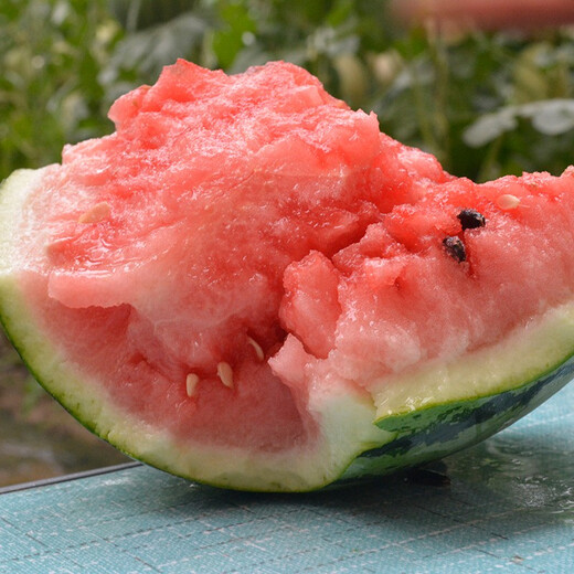 Zhongke Maohua Lazy Man Sweet King Watermelon Seed Round Jingxin Type is more resistant to cracking than 8424, super sweet red flesh, thin skin, sand pulp Lazy Man Sweet King 100g/box, round, about 1600 seeds