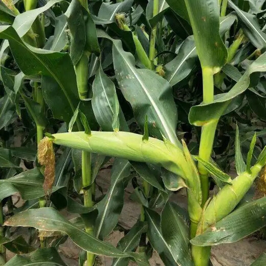 穗益满NK718双棒国审玉米种子大全非转基因矮杆大棒苞米种大紫杆苞谷 NK718 升级抗锈版 【2斤装】种植6分地