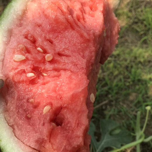 Zhongke Maohua melon and fruit seeds Zhongke Bingqilin watermelon seed improved 8424 Jingxin type replaces Meidu watermelon variety with crack resistance Zhongke Bingqilin 3000 capsules/box special for seedlings