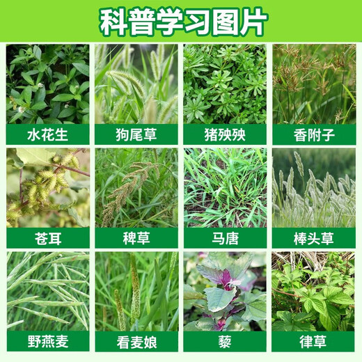 One-seven-cylindrone herbicide rotten eradication weed killing large trees bamboo shrubs miscellaneous bamboo dead roots special pesticide 500g