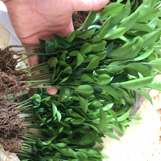 Sichuan red orange saplings, red orange seedlings, grafted seedlings, grafted seedlings, detoxified seedlings, red orange seed replacement seedlings, greenhouse seedlings, red orange seedlings, 10/20 cm high, 1,000 trees