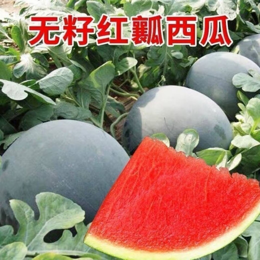 Super sweet seedless watermelon seeds, black skin, stable production, thin skin, red heart, extra large watermelon seeds, vegetable and fruit seeds for all seasons, black skin, seedless watermelon seeds, original, about 42 pieces
