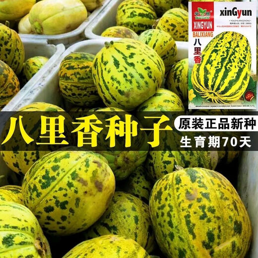 Balixiang fragrant melon seeds, a complete collection of seeds from the south and the north, special sweet melons, early maturing, high yield and sweet all year round. Balixiang seeds/pack, about 100 pieces, 3 packs