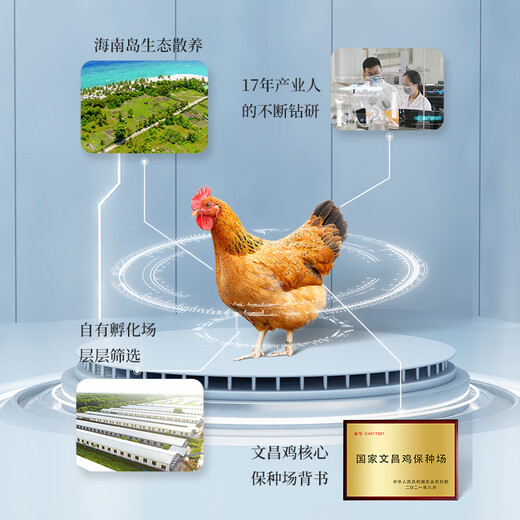Tan Niu Hainan Wenchang Chicken Hen Chicken Nuggets 2Jin Jin is equal to 0.5kg Native Chicken Frozen Ecological Free Range Coconut Chicken Breakfast Ingredients