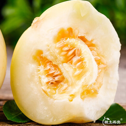 Dayu White Sand Honey Melon Seed Seedlings Authentic Cantaloupe Seeds Old Varieties Sui Melon Milky No. 1 White Skin Melon Seeds 40 capsules