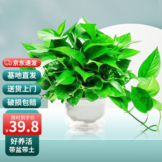 Shuangmeng green radish potted plant formaldehyde removal office new house air purification 180 white water-absorbing basins 4 basins straight from the source