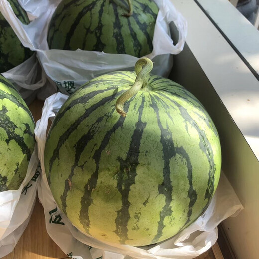 Zhongke Maohua Lazy Man Sweet King Watermelon Seed Round Jingxin Type is more resistant to cracking than 8424, super sweet red flesh, thin skin, sand pulp Lazy Man Sweet King 100g/box, round, about 1600 seeds