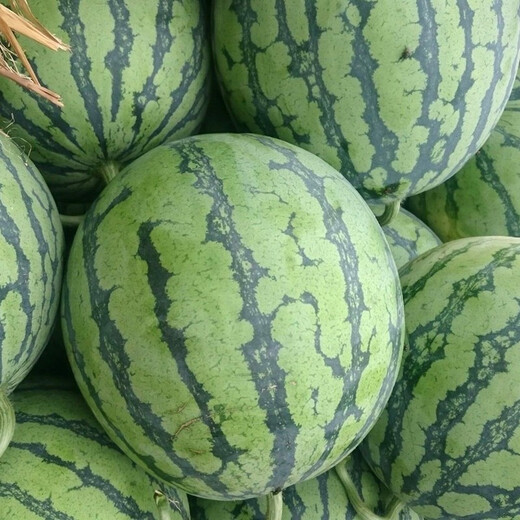 Zhongke Maohua Vegetable and Fruit Seeds Rock Sugar Kirin Watermelon Seeds Early Mature Xinjiang 8424 Super Sweet Pink Flesh Melts in the Mouth Rock Sugar Kirin 5g/bag (about 90 pieces) Small area