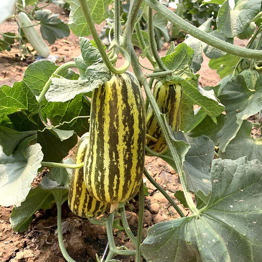 Zhongke Maohua Melon Fruit Seeds Bomei 91 Melon Seeds Flower Skin Green Flesh Peel High Toughness Boyang Series 91 Type Resistant to Transportation Bomei 91 50 capsules/bag Trial Planting Pack