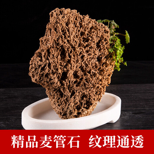 Shiguang Xiaozhan boutique gold straw stone natural water-absorbing stone rockery bonsai stone plant fossil small ornaments straw stone 36-40cm piece