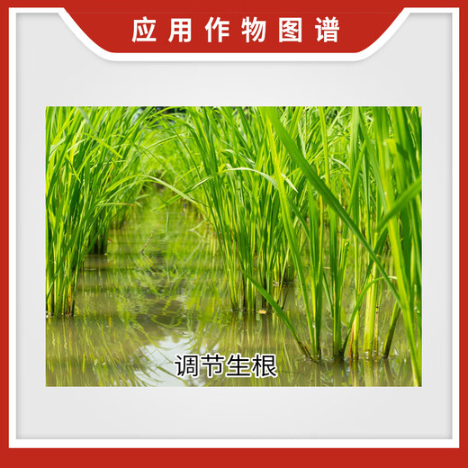 Miaogenwang 2% indolebutyric acid antibiotic indole induced antibiotic rice seedling field promotes plant rooting and growth regulator 2.5g*3