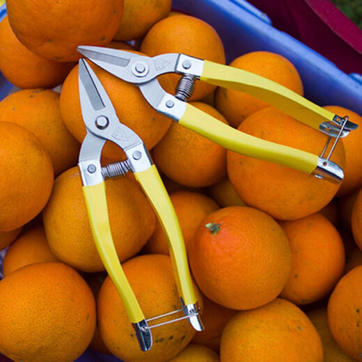 Stainless steel fruit picking scissors, citrus scissors, round head scissors, fruit scissors, citrus scissors, flat head, straight head fruit picking scissors, 3 large stainless steel fruit picking scissors