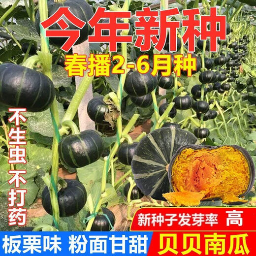 Authentic Beibei Pumpkin Seeds, Chestnut Pumpkin Seeds, Sweet, Waxy, Super Sweet, High-yielding Potted Four Seasons Vegetable Seeds, Original. Authentic Beibei Pumpkin Seeds, Chestnut Flavor, High Germination and High Quality, 2 packs of about 60 capsules.