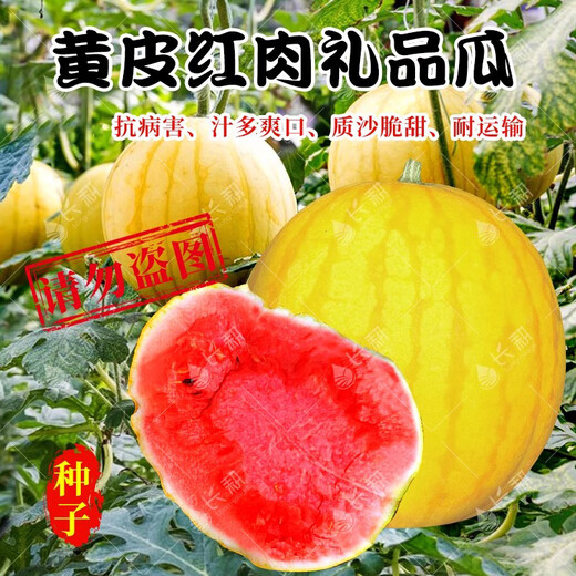 Long-cultivation super sweet Golden Beauty Watermelon Seeds Southern Spring Four Seasons Yellow Skin Red Flesh Watermelon Seeds Balcony Potted Fruit Seeds Hybrid Golden Queen Watermelon 200 Original