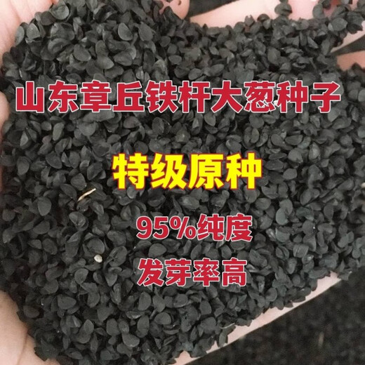 Authentic Shandong Zhangqiu hard-core scallions, special new species, four-season farmhouse spring, autumn and winter vegetable larvae seeds collection, high-quality selection, half Jin Jin is equal to 0.5 kg, Song and Song products, special new species