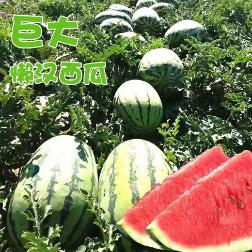 Lazy Man Watermelon, early maturing, stable yield, heat-resistant and drought-resistant, crispy and sweet, open-air garden courtyard original easy-to-grow melon seeds, original Lazy Man Watermelon 150 capsules