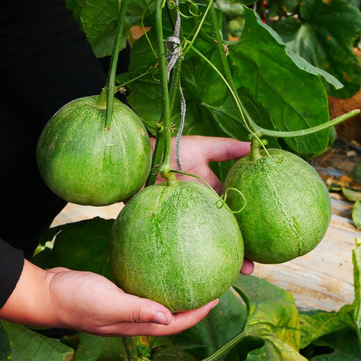 Beishu Bingtangzi melon seeds collection Boyang melon seeds Emerald melon seeds 50 capsules/bag