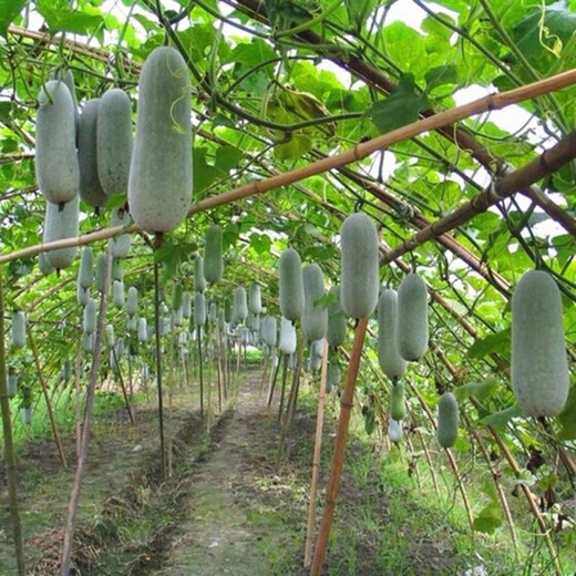 One melon per section, winter melon seeds, hairy section melon, small winter melon, stable yield for all seasons in spring, potted vegetable seeds, 50 pieces, pink-skinned winter melon