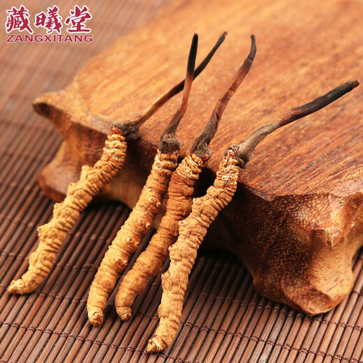 Zangxi hall tibet nagqu cordyceps haute altitude cordyceps cordyceps cordyceps cordyceps 2 1 gram intérieur 100 grammes