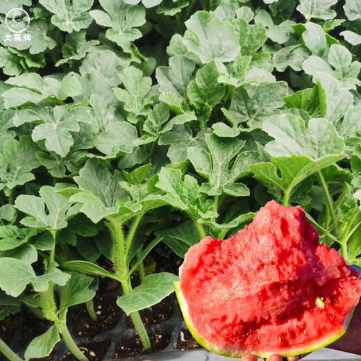Dayu 8424 watermelon seeds are suitable for southern rock sugar unicorn melon seeds, early-maturing and thin-skinned 8424 watermelon seedlings with soil seedlings and 5 seedlings