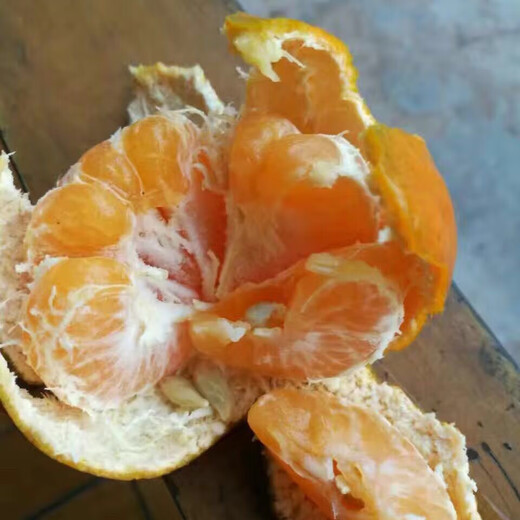 Sichuan red orange saplings, red orange seedlings, grafted seedlings, grafted seedlings, detoxified seedlings, red orange seeds, root replacement seedlings, greenhouse seedlings, tree seedlings, fresh red orange seeds of the year, 10Jin Jin is equal to 0.5kg