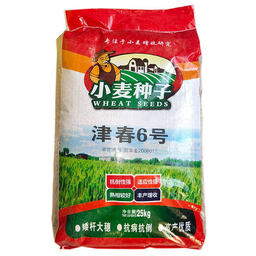 Newly planted Guoshen Jinchun No. 6 spring wheat seed Jimai 22 field high-yielding short stems, large ears, early maturing lodging-resistant wheat z Jimai 22/2 Jin Jin equal to 0.5 kg package/autumn and winter wheat