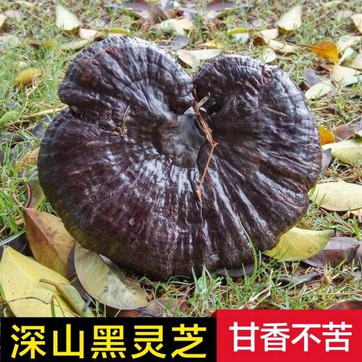 花色堂黑灵芝野生长白山500克灵芝切片干货整朵泡酒五色灵芝养生茶 [瓶装]孢子粉250克