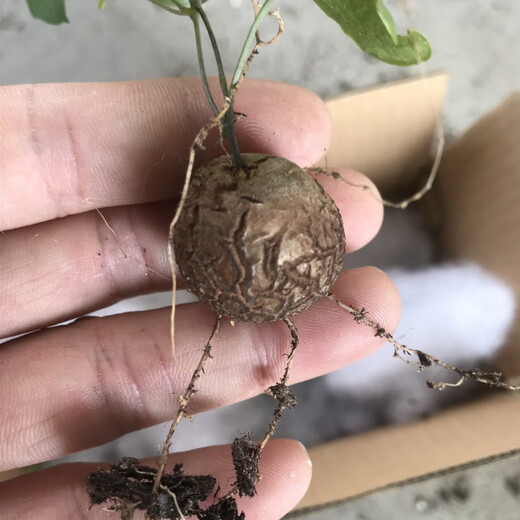 South African turtle-shelled dragon succulent plant seed seedling soil imported rare root tuber one thing one shot Dioscorea species guaranteed South African turtle-shelled dragon 1-1.5cm randomly selected with pots good with potted plants
