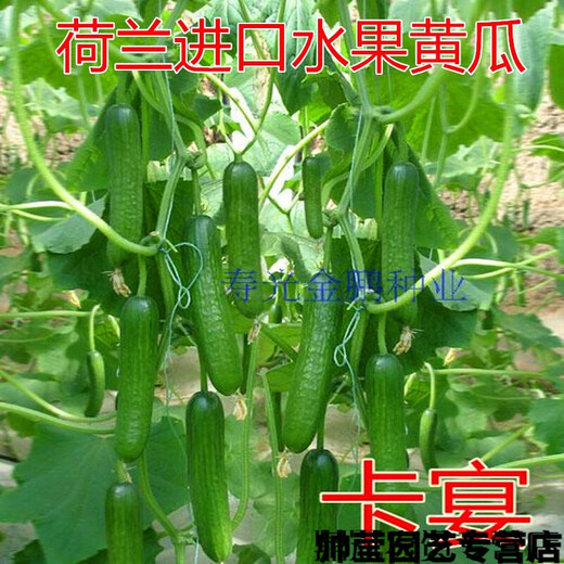 Chunzhiyun thornless fruit cucumber seeds Dutch imported fruit cucumber seeds small cucumber milk melon seeds Cayenne Cayenne thornless fruit cucumber original 1000 capsules