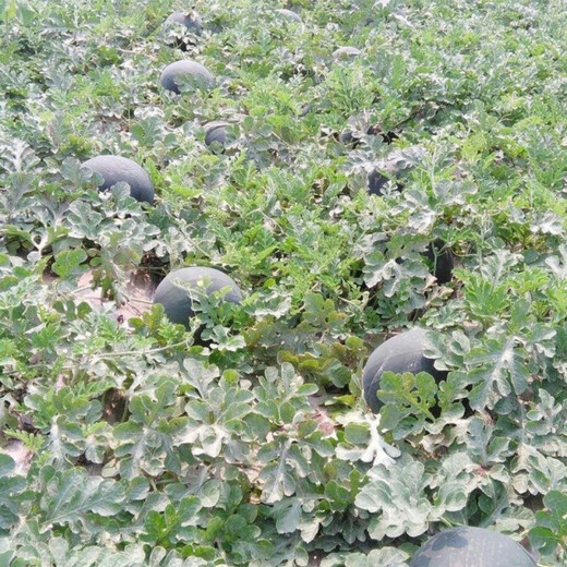 Super sweet seedless watermelon seeds, black skin, stable production, thin skin, red heart, extra large watermelon seeds, vegetable and fruit seeds for all seasons, black skin, seedless watermelon seeds, original, about 42 pieces