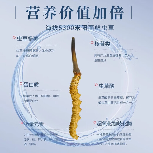 北京同仁堂【双十一活动入口】冬虫夏草虫草干货冬虫草夏虫草高 虫草10根
