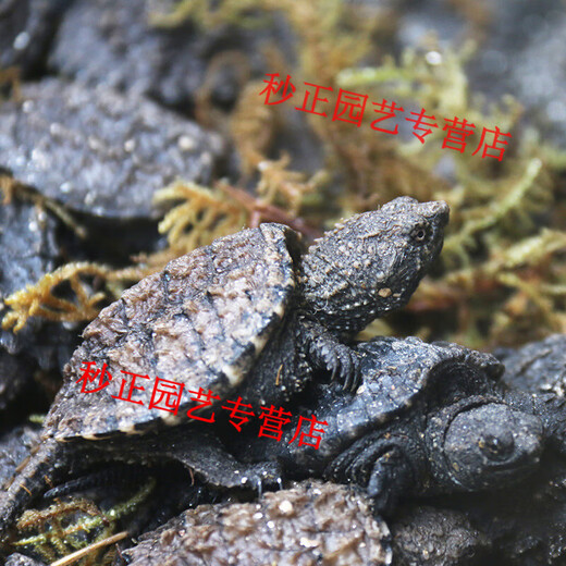 OIMG small snapping turtle live seedling pet turtle size active ornamental turtle water turtle crocodile turtle mixed Buddha new product 3-4 cm cute turtle seedlings